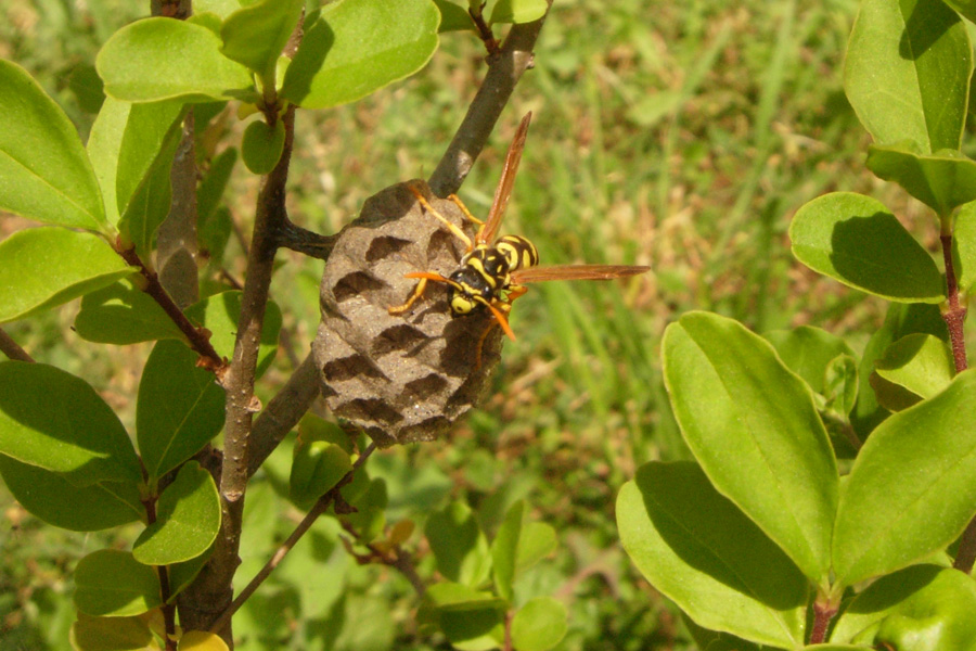 Vespidae: Polistes
